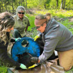 Wildlife experts remove a plastic lid that was stuck on a Michigan bear’s neck for two years