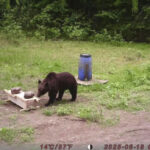 Lithuanian hunters refuse a government request to shoot a wild bear in the capital