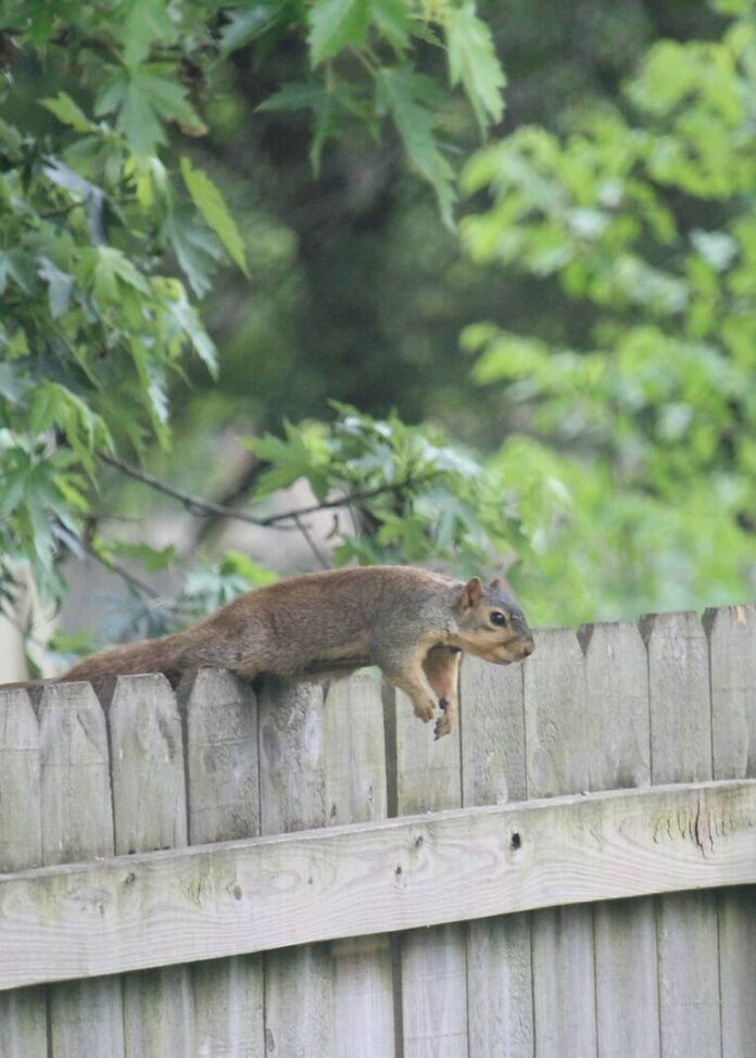 135059769_web1_20250714cr-tybs-doug-showalter