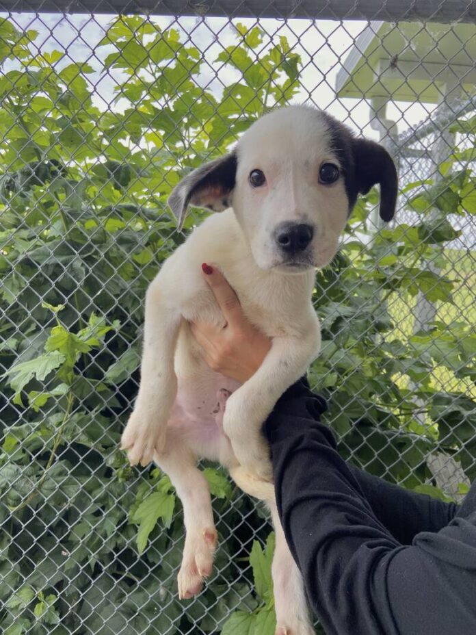 135112326_web1_20250726cr-pets-BCHS-Ferb