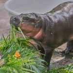 Thousands celebrate baby hippo Moo Deng’s first birthday at Thailand zoo