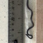 Scientists in Barbados overturn hundreds of rocks to rediscover world’s smallest-known snake