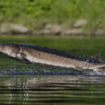 Leaping sturgeon provide a show for nature lovers on Maine rivers