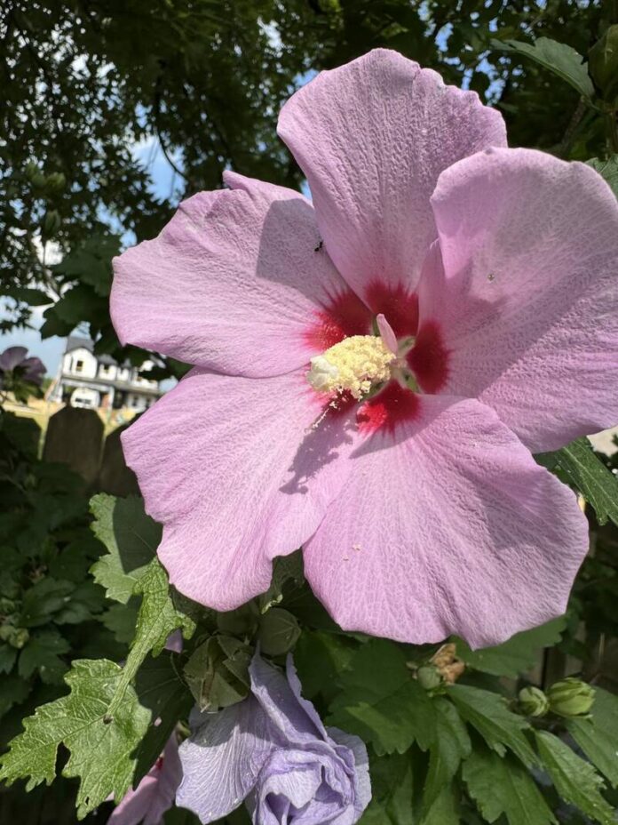 135132923_web1_20250802cr-tybs-sharon-spencer