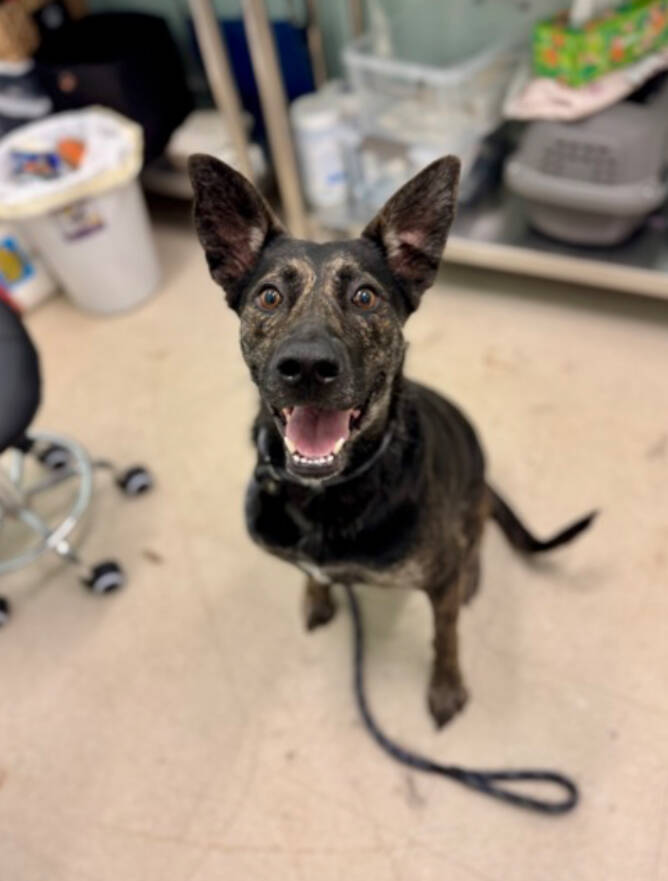 135169092_web1_20250809cr-pets-BCHS-Lola