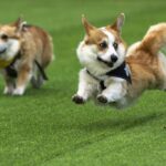 Little legs, big dreams: More than 100 teams compete in Lithuania’s international Corgi race