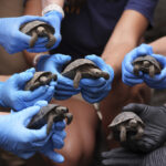 Tortoise hatchlings born of century-old parents come out of their shells at Philadelphia Zoo