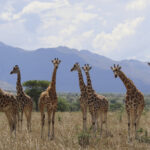 How many giraffe species are in Africa? New scientific analysis quadruples the count