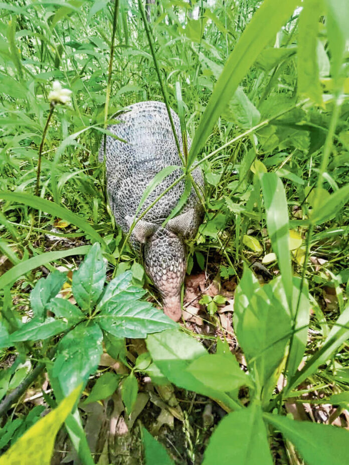 135292654_web1_08302025st-armadillos