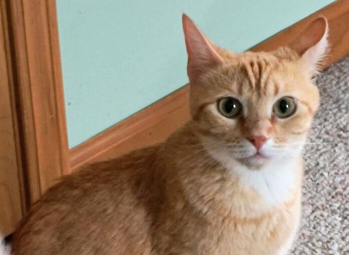 135364713_web1_20250920cr-pets-Lola