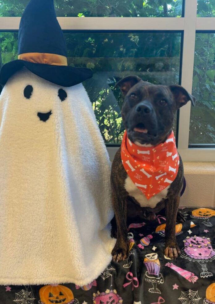 135467167_web1_20251011cr-pets-BCHS-Dante