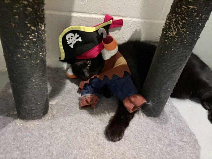 135532094_web1_20251025cr-pets-Pirate-Tommy
