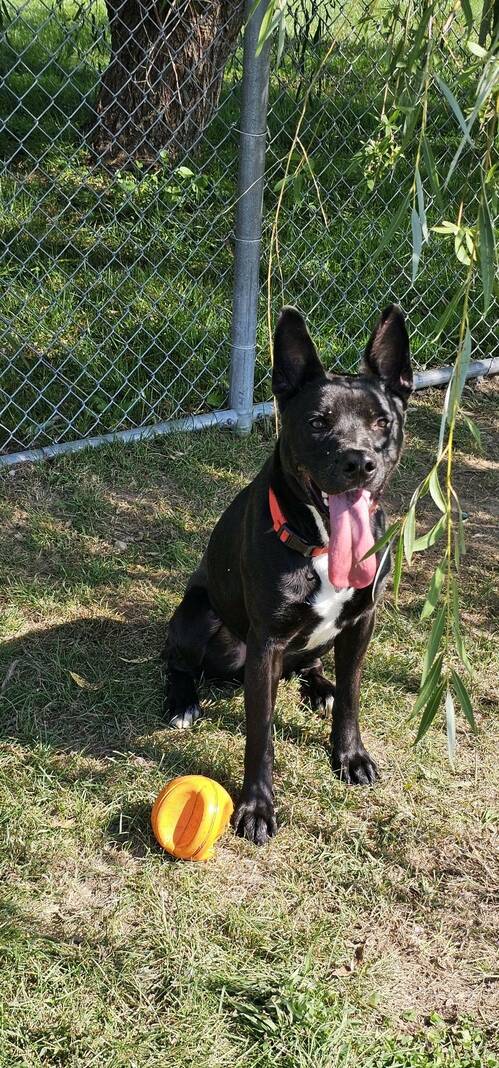 135564951_web1_20251101cr-pets-BCHS-Perry