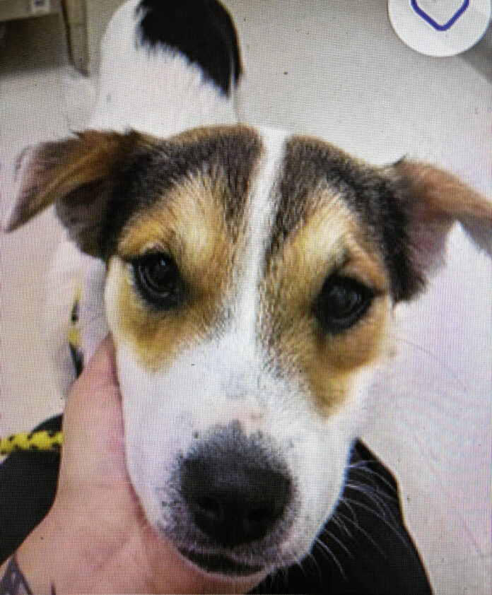 135637618_web1_20251115cr-pets-BCHS-Monica