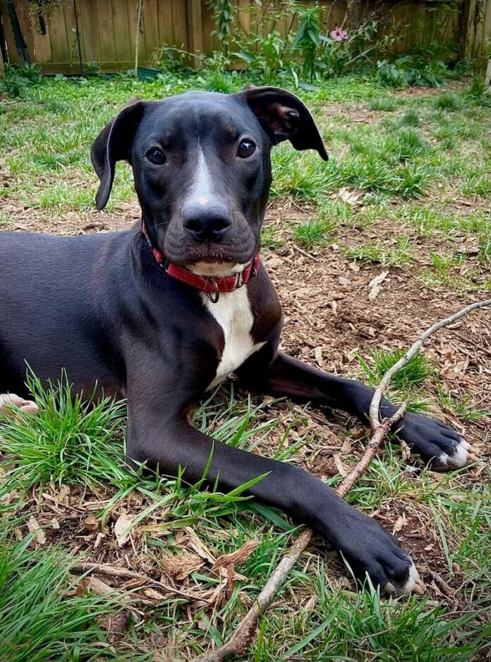 135665558_web1_20251122cr-pets-Rosalina