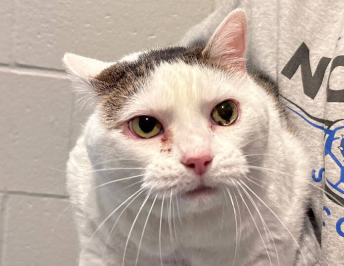 135821559_web1_20251227cr-pets-Holly-Snowbell