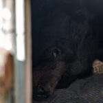 Southern California man gets an unwanted housemate: A black bear in his crawl space