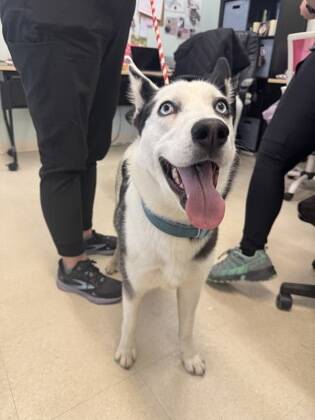 136062981_web1_20260221cr-pets-BCHS-Lucky