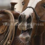 A horse’s neigh may be unique in the animal kingdom. Now scientists know how they do it