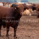 South Africa starts mass cattle vaccination program to halt foot-and-mouth outbreak