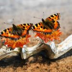 Denmark is set to explore if gastronomy can be recognized as an art form