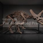 Triceratops skeleton ‘Trey’ to hit the auction block as dinosaur market soars