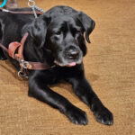 A service dog named Alfred sparked a Lyft settlement in Minnesota with nationwide reach