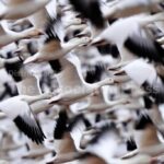 Snow geese take off for the Arctic in mesmerizing sunrise display