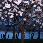 Washington’s cherry blossoms hit peak bloom, sending a fleeting burst of pink across the capital