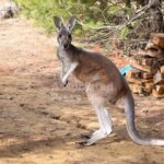 Chesney the kangaroo scales tall fence and flees petting zoo for three days on the lam