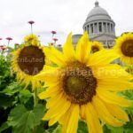 AP Decision Notes: What to expect in Arkansas’ primary runoff elections