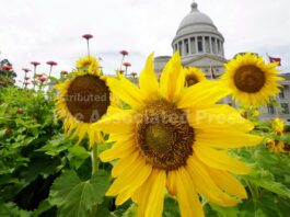 AP Decision Notes: What to expect in Arkansas’ primary runoff elections