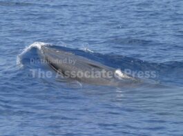 Things to know about Rice’s whale, rare species in way of Trump plans for more Gulf drilling
